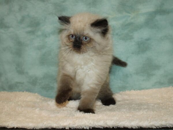 Himalayan CAT Male Seal point 9331 Petland Rome, Georgia