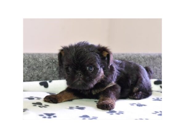 Brussels Griffon-DOG-Male-Black / Tan-9338-Petland Rome, Georgia