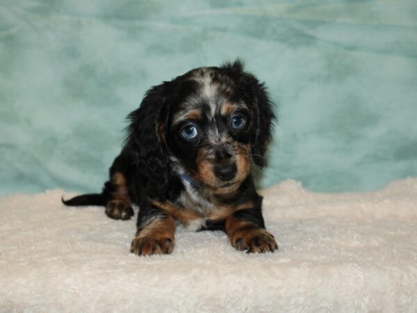 Dachshund DOG Male Piebald 9347 Petland Rome, Georgia