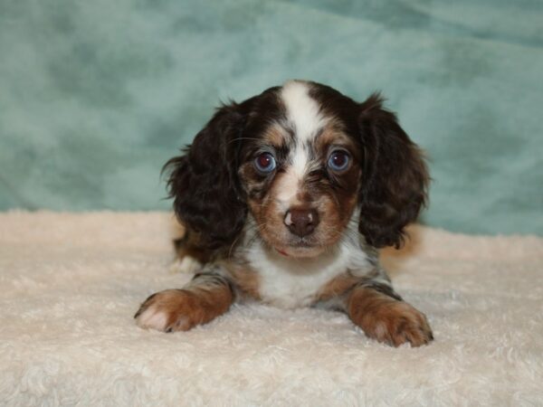 Dachshund DOG Female Chocolate and Tan 20219 Petland Rome, Georgia