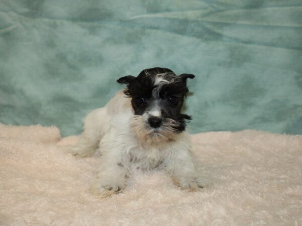 Miniature Schnauzer DOG Female Black / White 20210 Petland Rome, Georgia