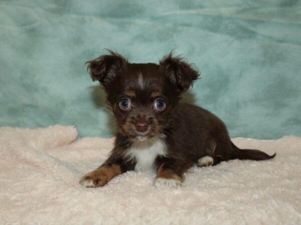 Chihuahua DOG Male Chocolate 20209 Petland Rome, Georgia