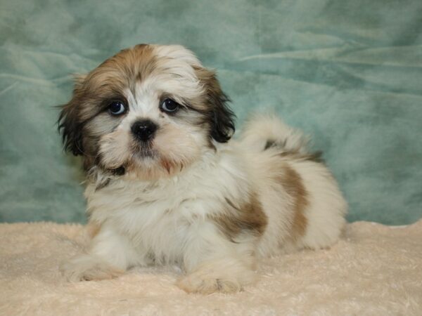 Shih Tzu DOG Male Brindle / White 20212 Petland Rome, Georgia