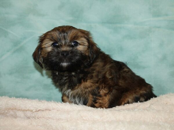 Shorkie-DOG-Male-Brown-20213-Petland Rome, Georgia