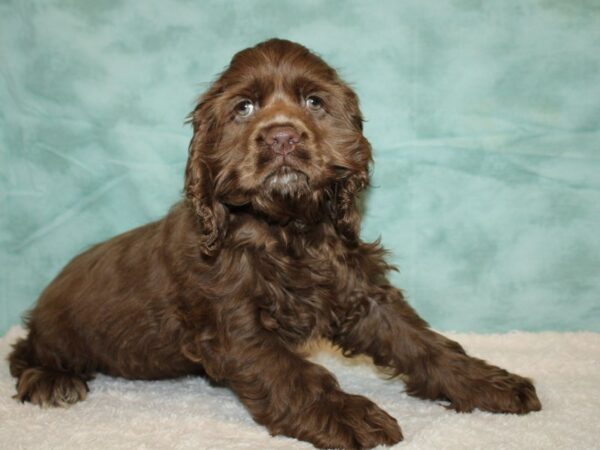 Cocker Spaniel DOG Male Chocolate 9342 Petland Rome, Georgia