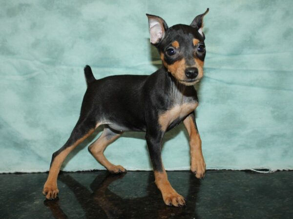 Miniature Pinscher DOG Female Black / Tan 20207 Petland Rome, Georgia