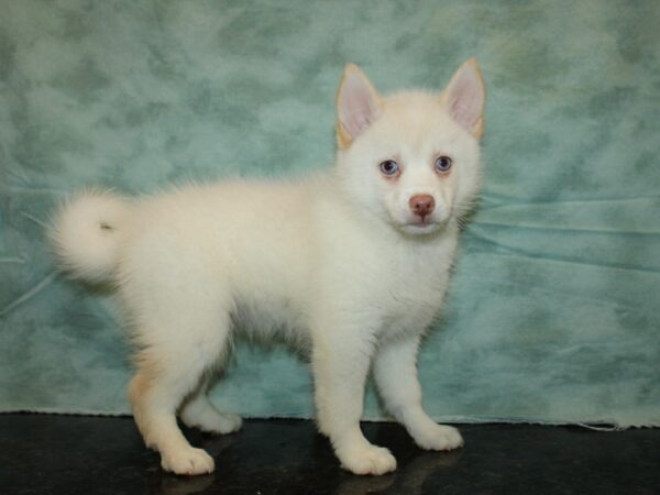 Pomsky DOG Male Cream / White 20206 Petland Rome, Georgia