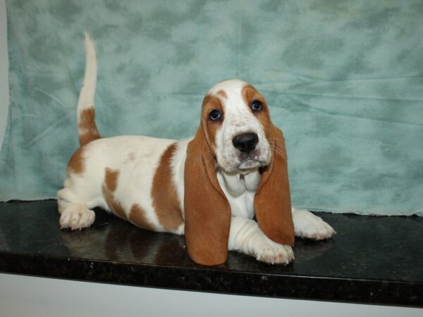 Basset Hound DOG Female Brown / White 9337 Petland Rome, Georgia