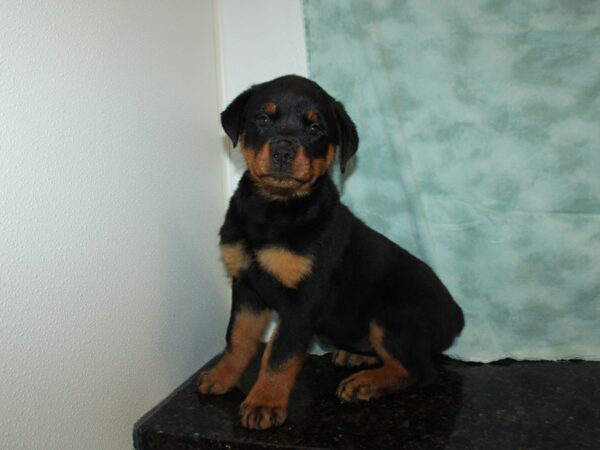 Rottweiler DOG Female Black / Tan 9340 Petland Rome, Georgia