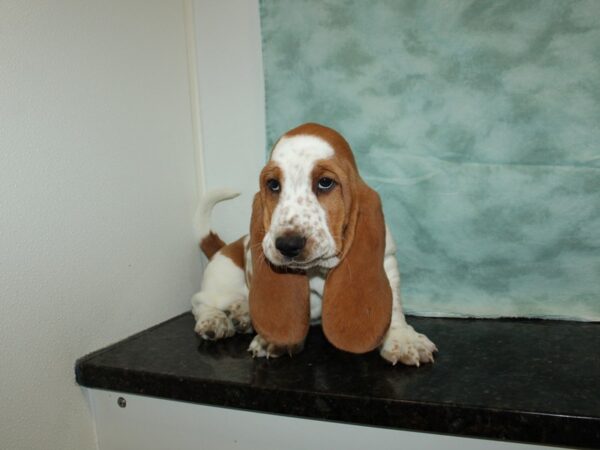 Basset Hound DOG Male Brown / White 20205 Petland Rome, Georgia