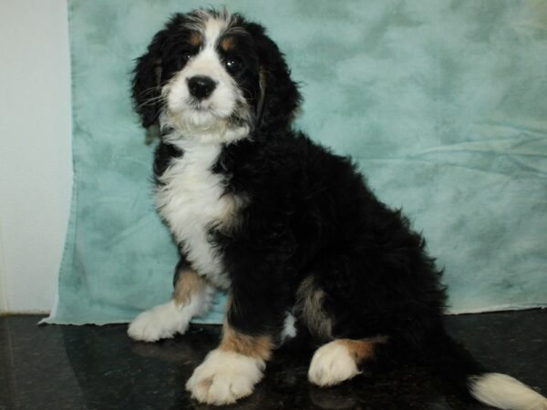 Bernadoodle DOG Female Black 9341 Petland Rome, Georgia