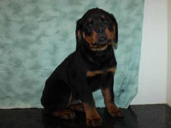 Rottweiler-DOG-Male-Black / Tan-20221-Petland Rome, Georgia