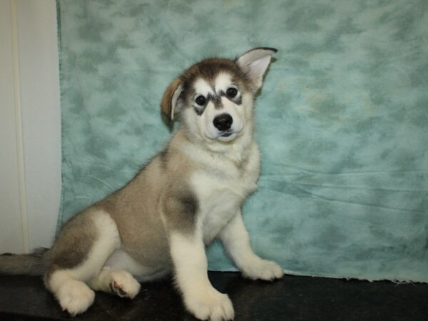 Alaskan Malamute DOG Female Black / White 9336 Petland Rome, Georgia