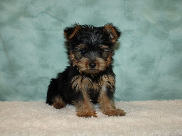 Yorkshire Terrier DOG Male blk and tan 9360 Petland Rome, Georgia