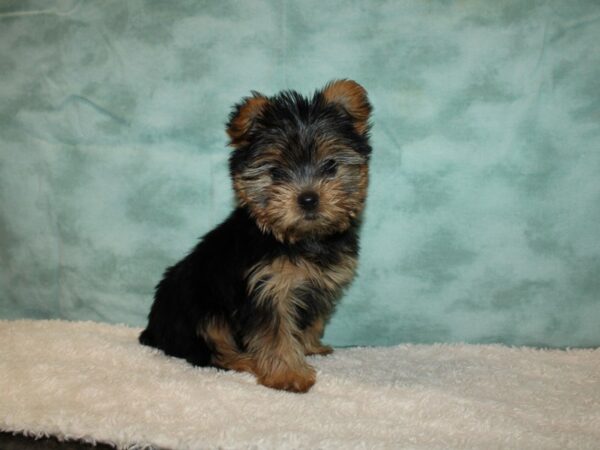 Yorkshire Terrier DOG Female blk and tan 20230 Petland Rome, Georgia