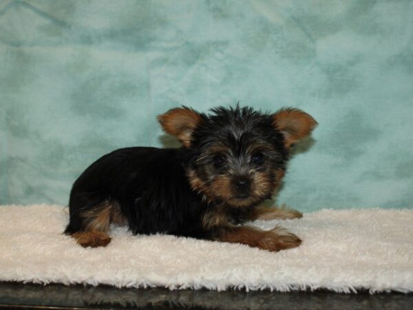 Yorkshire Terrier DOG Male blk and tan 9361 Petland Rome, Georgia