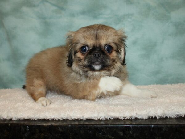 Pekingese-DOG-Female-Sable / White-9352-Petland Rome, Georgia