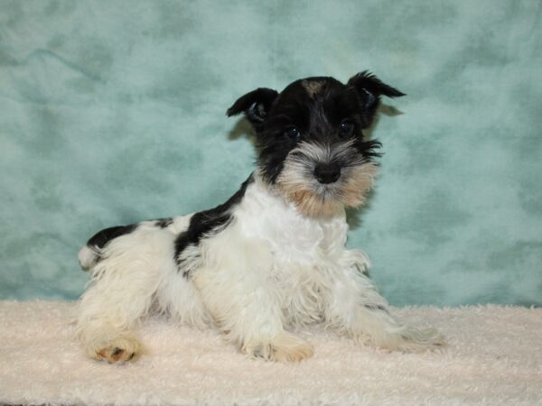 Miniature Schnauzer DOG Male Black / White 9351 Petland Rome, Georgia