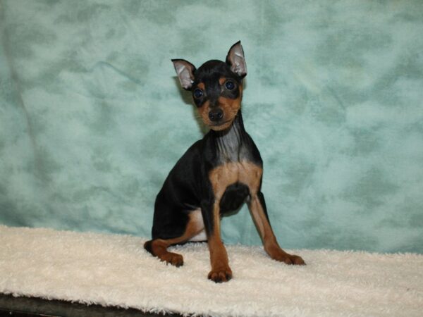 Miniature Pinscher DOG Male Black / Rust 9350 Petland Rome, Georgia