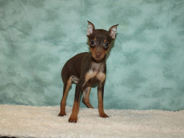 Miniature Pinscher DOG Female Chocolate and Tan 9349 Petland Rome, Georgia