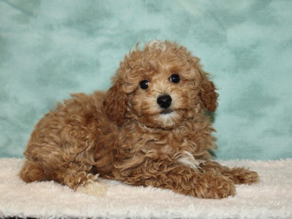 Poodle-DOG-Male-Apricot-20222-Petland Rome, Georgia