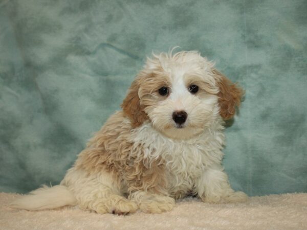 Hava-Poo-DOG-Male-Tan / White-20225-Petland Rome, Georgia