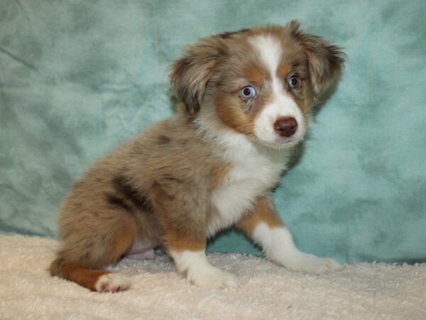 Miniature Australian Shepherd DOG Male Red Merle 20223 Petland Rome, Georgia