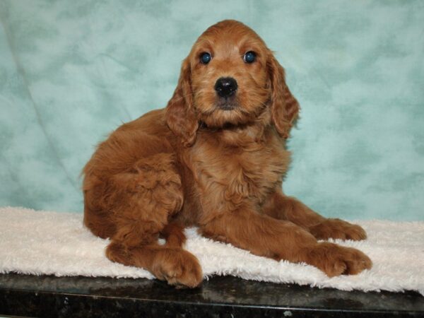 Goldendoodle DOG Female Dark Golden 20224 Petland Rome, Georgia