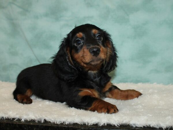 Dachshund DOG Male Black / Tan 20228 Petland Rome, Georgia