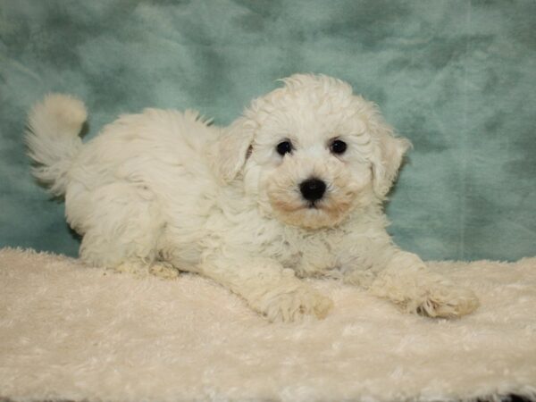 Bichon Frise DOG Male White 20226 Petland Rome, Georgia