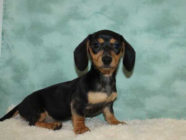 Dachshund DOG Female Black / Tan 20227 Petland Rome, Georgia