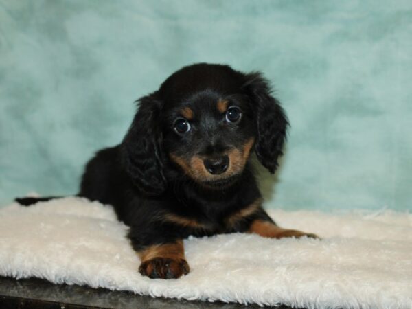 Dachshund DOG Male Blue / Tan 9355 Petland Rome, Georgia