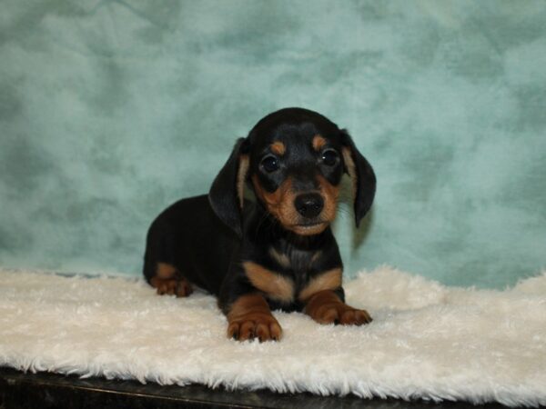 Dachshund DOG Male Black / Tan 9354 Petland Rome, Georgia