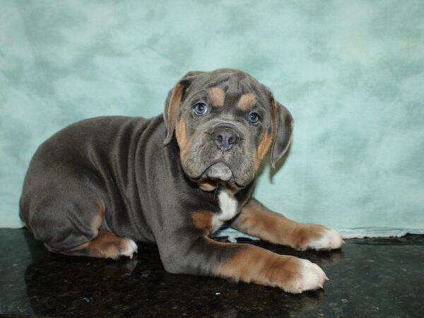 Old English Bulldog DOG Male Lilac Tri 20233 Petland Rome, Georgia