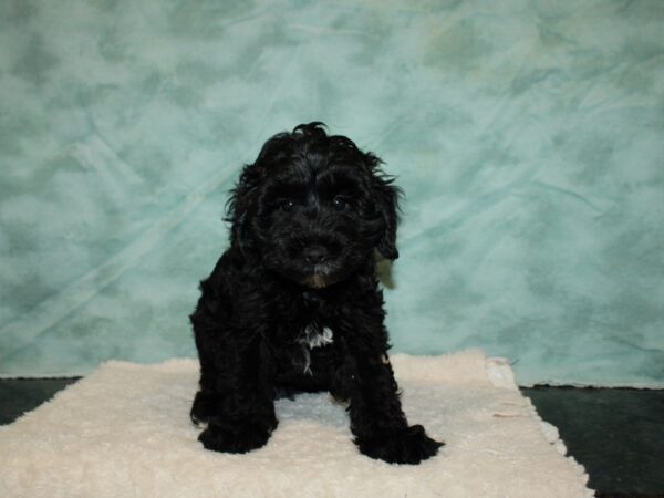 Schnoodle DOG Male Black 20248 Petland Rome, Georgia