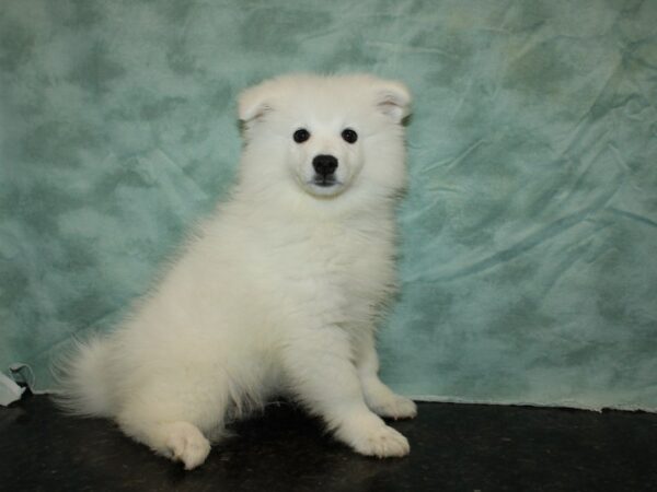 American Eskimo Dog DOG Male White 20242 Petland Rome, Georgia