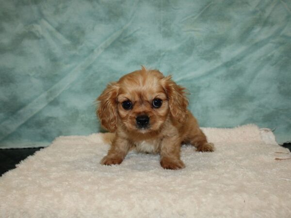 Cavalier King Charles Spaniel DOG Male Ruby 20247 Petland Rome, Georgia