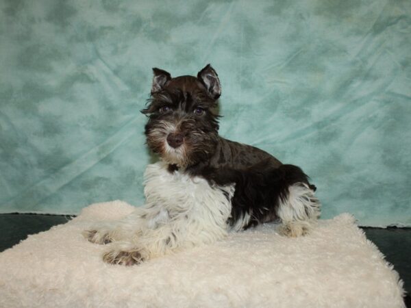 Miniature Schnauzer DOG Male Chocolate / White 20238 Petland Rome, Georgia