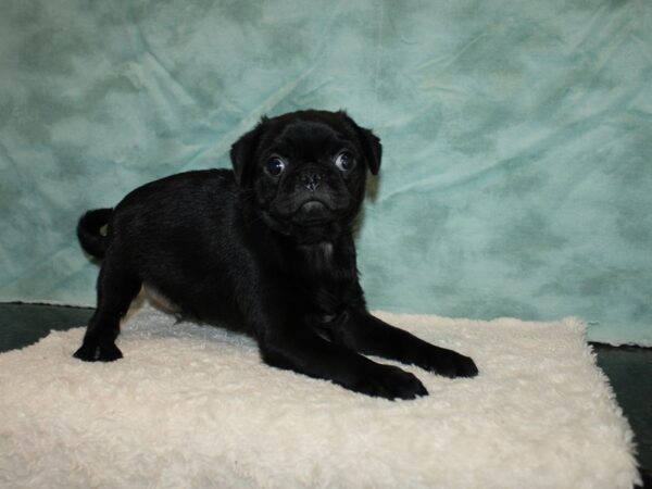 Pug DOG Male Black 20245 Petland Rome, Georgia