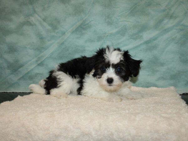 Coton De Tulear DOG Female Black / White 20241 Petland Rome, Georgia