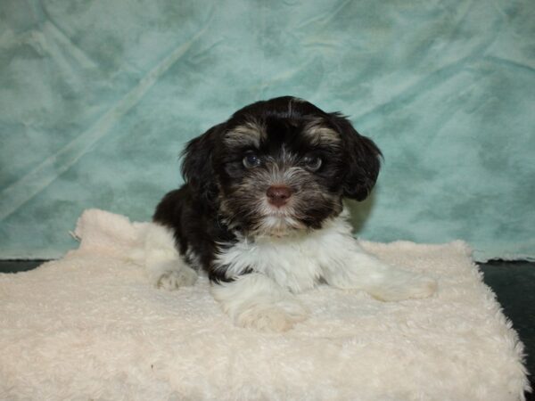 Havanese-DOG-Female-Chocolate / White-20237-Petland Rome, Georgia