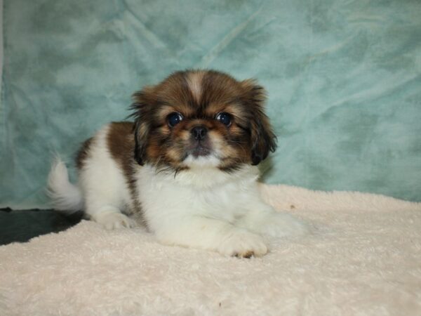 Pekingese DOG Female Sable / White 20239 Petland Rome, Georgia