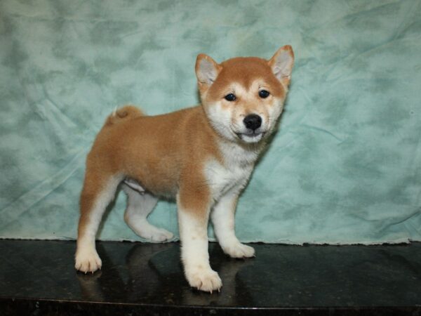 Shiba Inu-DOG-Male-Red-20246-Petland Rome, Georgia