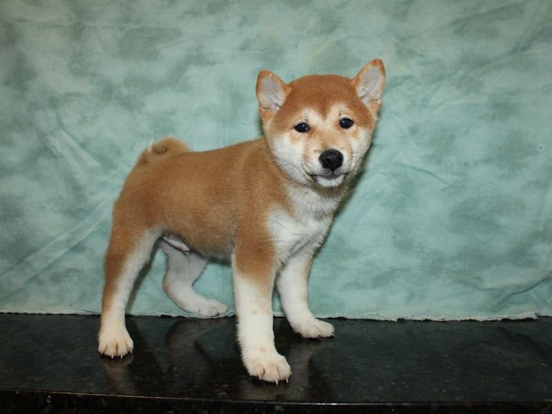 Shiba Inu Puppy Red ID:20246 Located at Petland Rome, Georgia