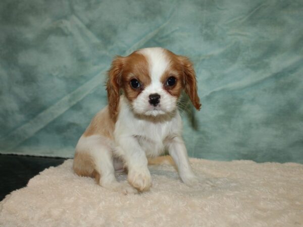 Cavalier King Charles Spaniel DOG Female Blenheim 20251 Petland Rome, Georgia