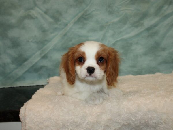 Cavalier King Charles Spaniel DOG Male Blenheim 20250 Petland Rome, Georgia