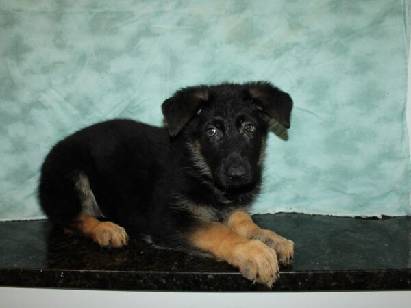 German Shepherd Dog DOG Male Black / Tan 20249 Petland Rome, Georgia