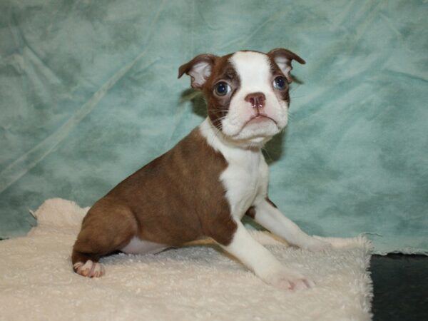 Boston Terrier DOG Female Red / White 9362 Petland Rome, Georgia