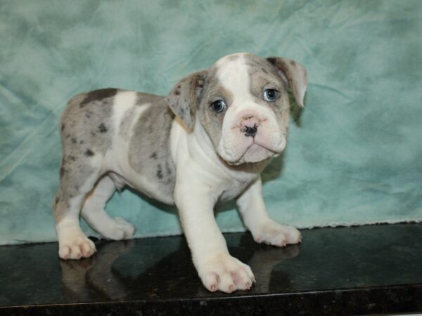 Olde English Bulldog-DOG-Male-Blue Merle-9369-Petland Rome, Georgia