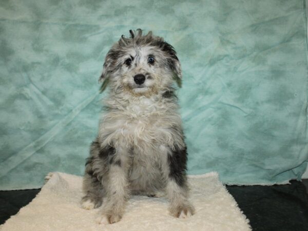 Mini Aussie Doodle DOG Female Blue Merle 9365 Petland Rome, Georgia